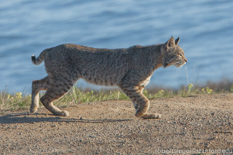 bobcat